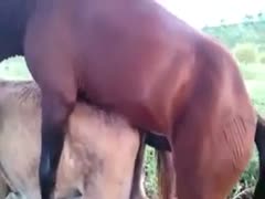An athletic brown horse sliding its big knob in a willing mule is seen in this rare zoo fetish movie.